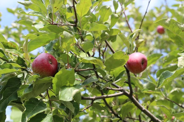 Органические яблоки, свисающие с ветки дерева в яблоневом саду — стоковое фото