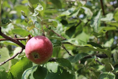 Elma bahçesindeki ağaç dalından sarkan organik elmalar