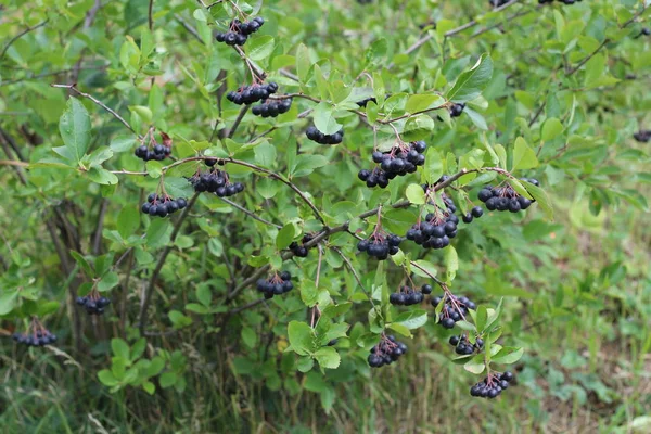 Chokeberry Bush branch with dark purple fruit with green fresh leaves on the forest bright summer autumn day lit by the rays of the bright sun. — Stock Photo, Image