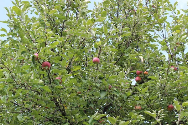 Manzanas orgánicas colgando de una rama de árbol en un huerto de manzanas —  Fotos de Stock