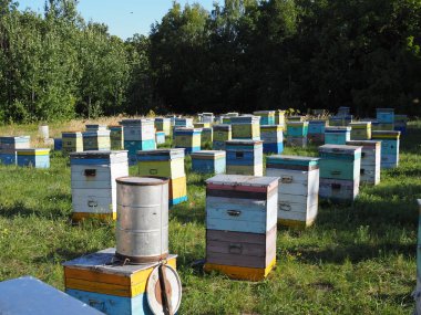 İniş tahtalarına uçan arılarla arı kovanında. Görüntü