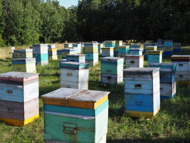 İniş tahtalarına uçan arılarla arı kovanında. Görüntü