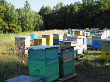 İniş tahtalarına uçan arılarla arı kovanında. Görüntü