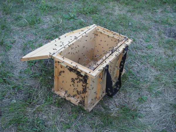 Temporal portátil pequeña colmena de madera con abejas. las abejas están buscando su celda —  Fotos de Stock