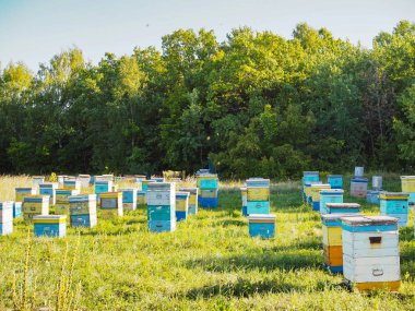 İniş tahtalarına uçan arılarla arı kovanında. Görüntü