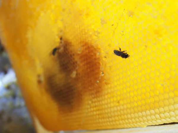 Arbeitsbiene an Waben aus nächster Nähe. Bienenstock im Bienenhaus — Stockfoto