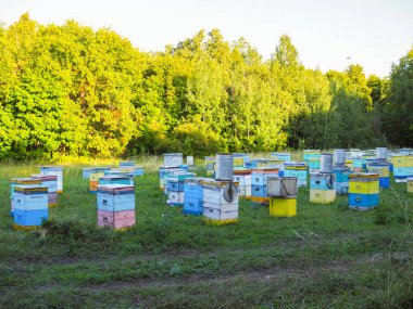 İniş tahtalarına uçan arılarla arı kovanında. Görüntü.