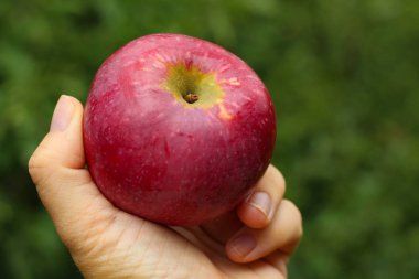 yeşil bulanık arka plan üzerinde elinde kırmızı olgun sulu taze büyük kırmızı Apple