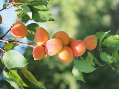 Meyve bahçesi ağacında olgun kayısı. Doğa arka plan.
