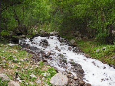 Dağlarda ormanda küçük bir şelale yakın çekim