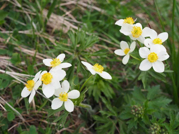 Schöne Blumen in der Berglandschaft aus nächster Nähe. fokussierte wilde Alpenblumen aus nächster Nähe vor dem Hintergrund grünen Grases. frische Alpenblumen im Sommer. — Stockfoto