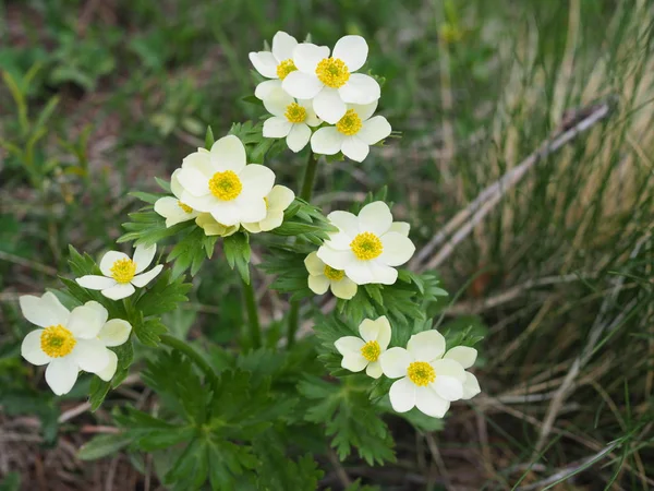 Schöne Blumen in der Berglandschaft aus nächster Nähe. fokussierte wilde Alpenblumen aus nächster Nähe vor dem Hintergrund grünen Grases. frische Alpenblumen im Sommer. — Stockfoto