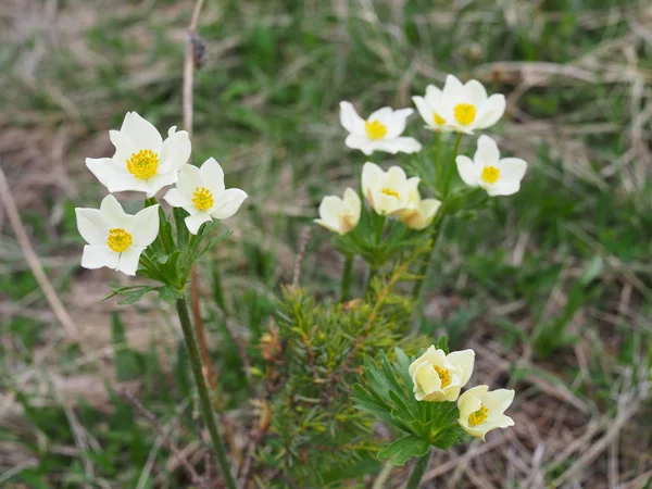 Bellissimi fiori nel paesaggio montano da vicino. Focused Fiori alpini selvatici primo piano sullo sfondo di erba verde. Fiori alpini freschi macro in estate . — Foto Stock