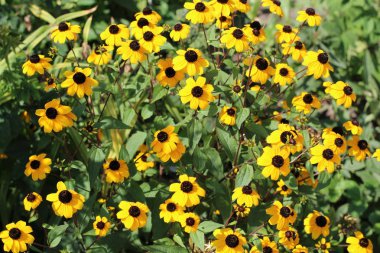 Rudbeckia fulgida. Ekili çiçek. Bir yaz bahçede büyüyen parlak coneflower bir çiçek.