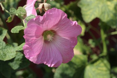 güzel pembe ebegümeci çiçek bahçede yakın