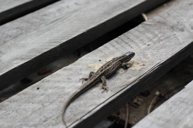 gri kertenkele gri ahşap palet üzerinde oturur. taklit örneği