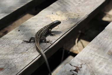 gri kertenkele gri ahşap palet üzerinde oturur. taklit örneği