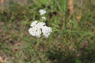 Şifalı yabani ot Yarrow Achillea Millefolium. Çiçek açarken ki bitki, yakın plan.