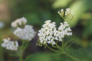 Şifalı yabani ot Yarrow Achillea Millefolium. Çiçek açarken ki bitki, yakın plan..