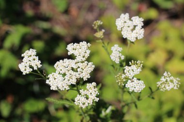 Şifalı yabani ot Yarrow Achillea Millefolium. Çiçek açarken ki bitki, yakın plan..