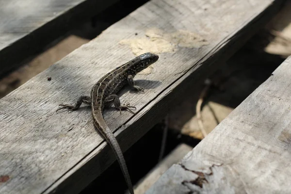 gri kertenkele gri ahşap palet üzerinde oturur. taklit örneği
