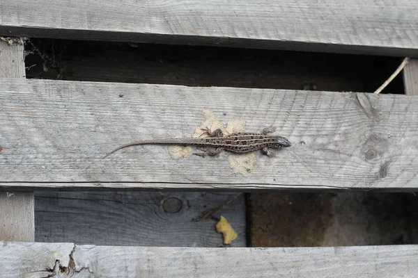 O lagarto cinzento senta-se em uma pálete de madeira cinzenta. amostra de mimetismo — Fotografia de Stock