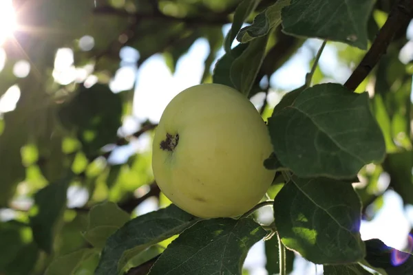 Спелые ароматные яблоки на ветке в солнечный летний день — стоковое фото