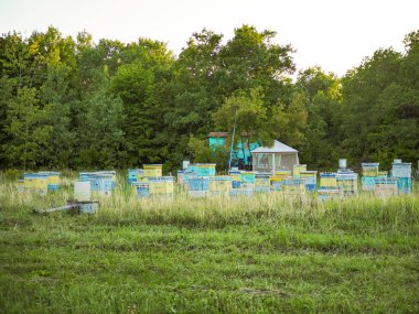 İniş tahtalarına uçan arılarla arı kovanında. Görüntü.