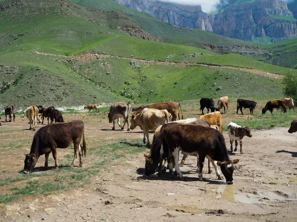 cow herd in the mountains. cows drink water on the background of beautiful mountains in the clouds