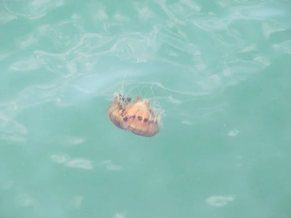 Olağandışı denizanası Adriyatik Denizi'nde yüzer. — Stok fotoğraf
