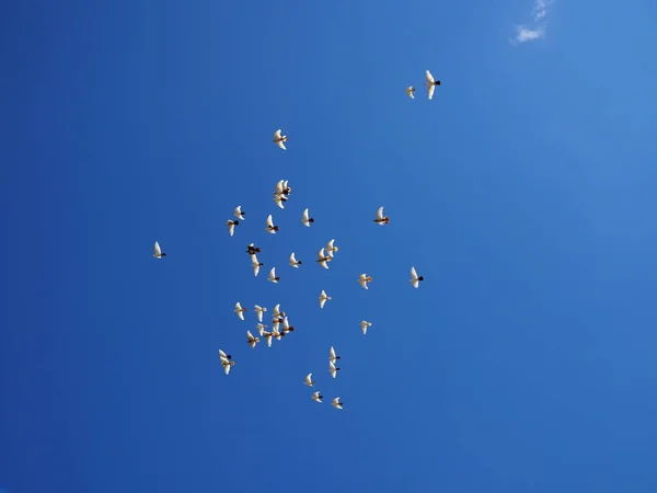 Κοπάδι λευκών περιστεριών πετούν στον γαλάζιο ουρανό — Φωτογραφία Αρχείου