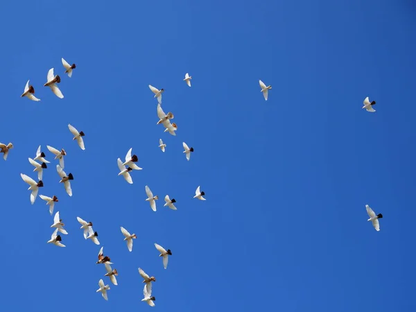 Rebanho de pombas brancas voa no céu azul — Fotografia de Stock