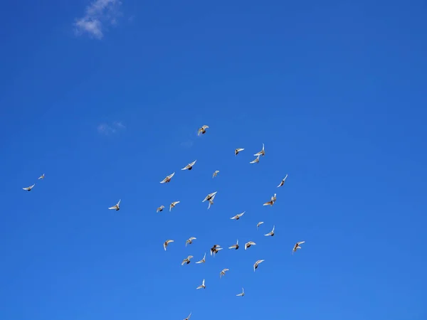 Flock of white doves flies in the blue sky — Stock Photo, Image