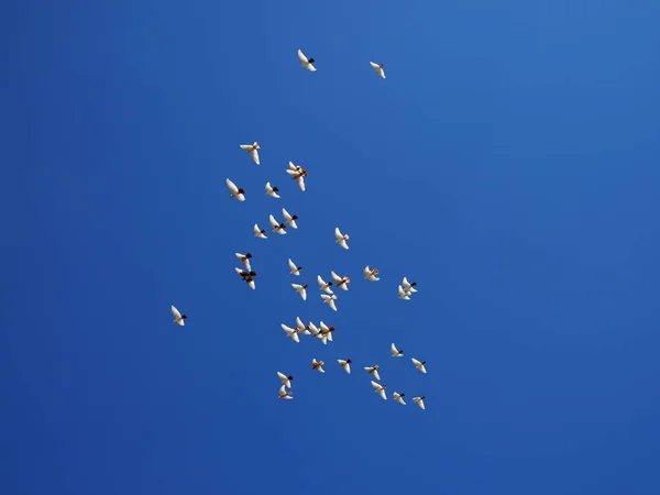 Rebanho de pombas brancas voa no céu azul — Fotografia de Stock