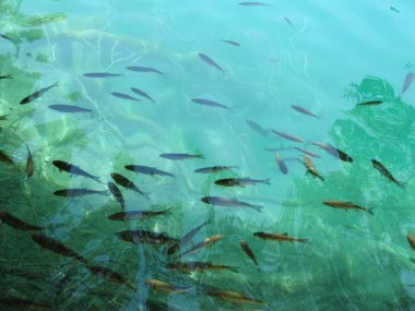 berrak yeşil su ve balıklar sualtı yüzme üst görünümü. plitvice gölleri milli parkı hırvatistan sığ su