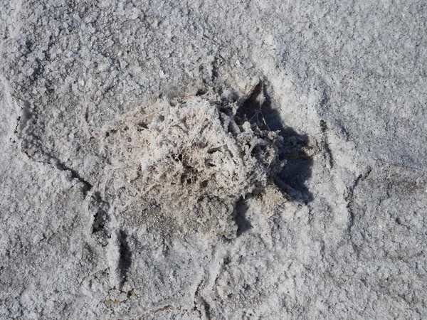 A pequena planta coberta por cristais de sal branco na superfície do lago de sal seco branco com rachaduras na estepe no dia ensolarado — Fotografia de Stock