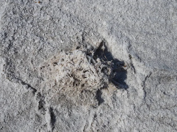 A pequena planta coberta por cristais de sal branco na superfície do lago de sal seco branco com rachaduras na estepe no dia ensolarado — Fotografia de Stock