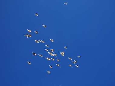 beyaz güvercin sürüsü mavi gökyüzünde uçar