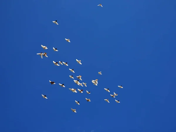 Rebanho de pombas brancas voa no céu azul — Fotografia de Stock