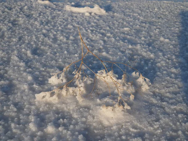 La piccola pianta ricoperta da cristalli di sale bianchi sulla superficie del lago salato secco bianco con crepe nella steppa — Foto Stock