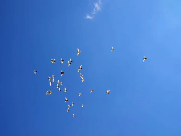 Rebanho de pombas brancas voa no céu azul — Fotografia de Stock