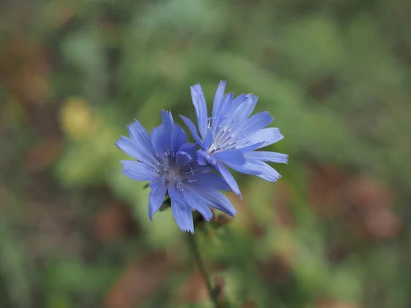 Krásný modrý květ divoké rostliny čekanky Cichorium intybus . — Stock fotografie