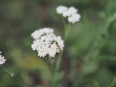 Şifalı yabani ot Yarrow Achillea Millefolium. Çiçek açarken ki bitki, yakın plan..