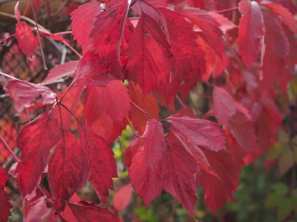 Feuilles rouges de raisins sauvages en gros plan dans le parc, saison automnale — Photo