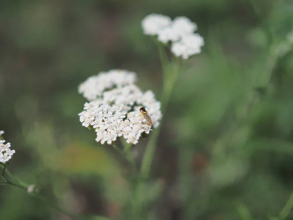 Gyógynövény vad gyógynövény cickafark Achillea millefolilium. A növény virágzás közben, közelkép. — Stock Fotó