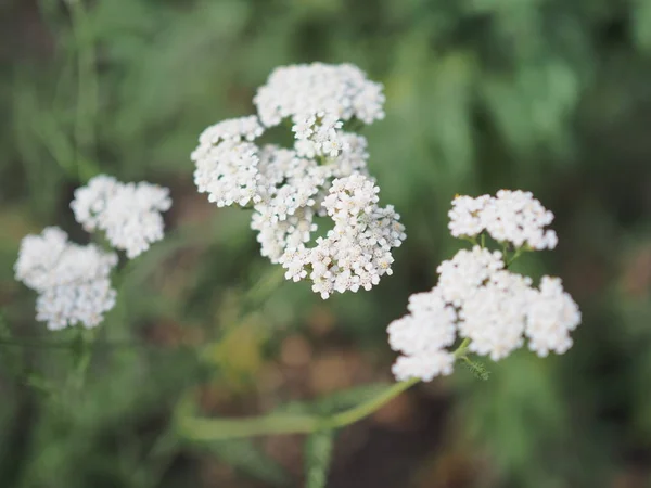 의학용 야생 허브 Yarrow Achillea millefolilium. 꽃봉오리가 피는 동안의 식물, 봉오리. — 스톡 사진