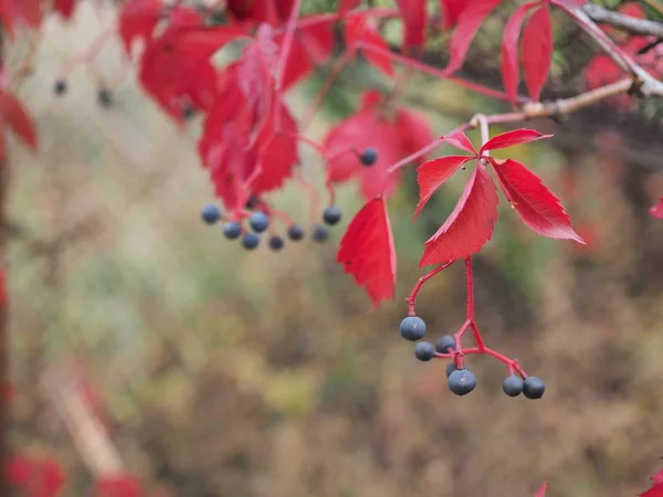 Κόκκινα φύλλα και ώριμα μούρα από άγρια σταφύλια σε δέντρα στο πάρκο, φθινοπωρινή σεζόν — Φωτογραφία Αρχείου