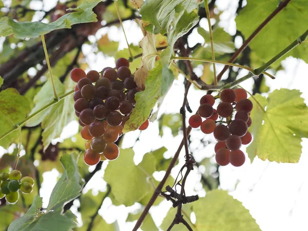 Vignobles au coucher du soleil à la récolte d'automne. Raisins mûrs à l'automne. — Photo