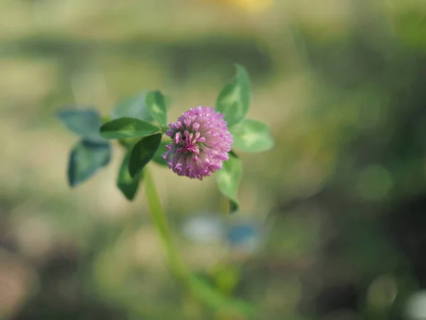 Blume eines Rotklees mit Blättern und Stiel in Nahaufnahme — Stockfoto