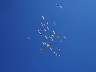 beyaz güvercin sürüsü mavi gökyüzünde uçar